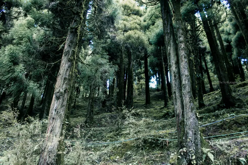 A forest filled with lots of tall trees